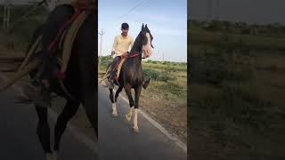 MANKI kathiyawadi horse video viral shortvideo [upl. by Merras]