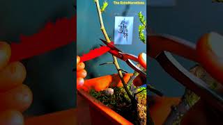 Trick to Propagate Plants 🌲 The EchoNarratives  shorts [upl. by Jay]