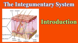 Integumentary system  structure of skin  layers of the skin  skin layers anatomy the biology ⚡ [upl. by Zanahs338]