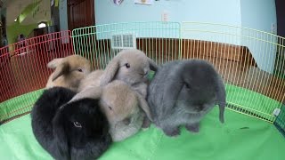 Bunny Update  6WeekOld Holland Lop Babies [upl. by Eidderf107]