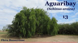 Aguaribay Schinus areira  FB  013 [upl. by Ayotna]