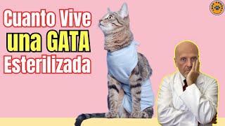 ❤️‍🩹 ¿CUANTO VIVE UNA GATA ESTERILIZADA ❤️‍🩹 [upl. by Toile411]