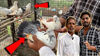 नाज़िम भाई के शानदार कबूतरों का शौक  kabootar ka shok  pigeon tournament 2024 [upl. by Ainelec]