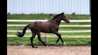 Bocephus Free Moving Canter [upl. by Naired308]