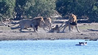 Mjejane Male Lion Coalition Attack Young Male Lion to Protect Their Territory and Offspring [upl. by Irrab858]