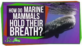 How Do Marine Mammals Hold Their Breath For So Long [upl. by Etteinotna]