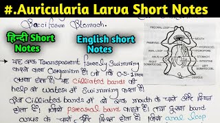 Auricularia Larva short Notes  BSc and MSc important short notes [upl. by Revlis]