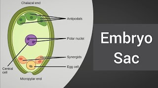 Types of embryo sac [upl. by Carling765]