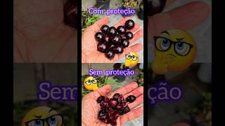 Única forma de saborear jabuticaba em casa [upl. by Carree154]