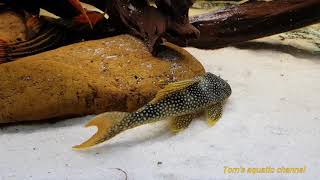 L14 Scobinancistrus aureatus quotSunshine Plecoquot HD  Toms aquatic channel [upl. by Bolten]