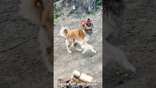 fish dog makes me move dog offgrid doglife bush danceoff dance building construction [upl. by Ahsatak223]