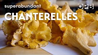 Foraging giant wild chanterelle mushrooms in Oregon  Superabundant [upl. by Lantha960]