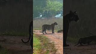 Collarwali Tigress With Cubs Karhandla Zone 31st October 2024 [upl. by Hamforrd]