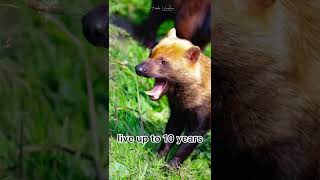 Bush Dogs  the smallest wild pack hunting dog  Vinegar Dogs  Savannah dogs  Speothos venaticus [upl. by Trauts]