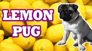 PUG EATING LEMON  FUNNY VIDEO  МОПС ЕСТ ЛИМОН СМЕШНОЕ ВИДЕО PUG TV [upl. by Lyn]