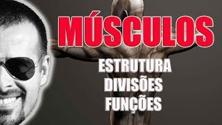 Sistema Muscular Estrutura divisões e funções dos músculos esqueléticos  VídeoAula 021 [upl. by Aneekahs]