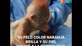 El rescate del orangután bebé [upl. by Sukul]