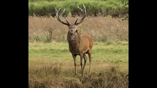 brame du cerf septembre 2023 [upl. by Lardner]