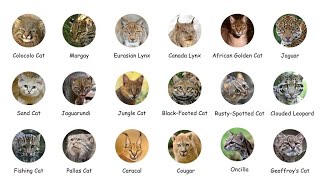 Every Wild Cat Explained in 10 minutes [upl. by Annelak960]