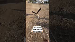 Bonelli’s eagle 🔥 عقاب بونیلي [upl. by Milburr]