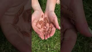 Handful of P magnificus 🧡 insects bug isopods [upl. by Eenaffit475]