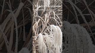 Maiden Silvergrass 🌿 Miscanthus sinensis gardenplants ornamentalgrass hoarfrost [upl. by Eldreeda]