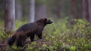 Lär dig mer om järv [upl. by Aerua]