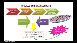 Bioquimica Glucolisis y Gluconeogenesis [upl. by Anivlek]