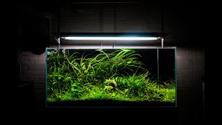 My best aquascape yet [upl. by Loats]