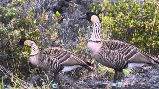 Nene Geese at Hawaii Volcanoes National Park [upl. by Ahsinnod]