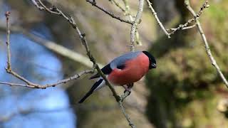 Bullfinch  Dompap Pyrrhula pyrrhula [upl. by Ynehpets]