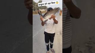 कबूतर को उड़ा दिया 😱kabutarbazzi shortsfeed birds ytshorts birdslover shorts viralshort pets [upl. by Kappenne]