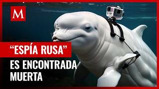 Hvaldimir la ballena “espía rusa” es encontrada muerta en Noruega [upl. by Nylia]