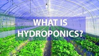 What Is Hydroponics Amazing Advantages Over SoilBased Agriculture [upl. by Ellehsal767]