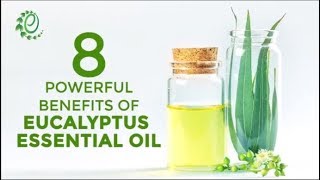 8 Powerful Benefits Of Eucalyptus Essential Oil  Organic Facts [upl. by Lupe]