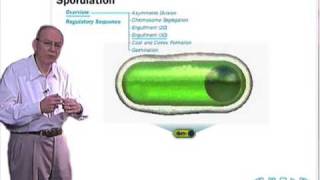 Sporulation in Bacillus subtilis [upl. by Levenson468]