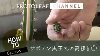 【接ぎ木サボテン】黒王丸を背の高い台木へ接ぎ木（黒王丸） ー高接ぎ①ー【Copiapoa cinerea】 [upl. by Melisent171]