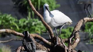 Royal Spoonbills [upl. by Aneerol332]