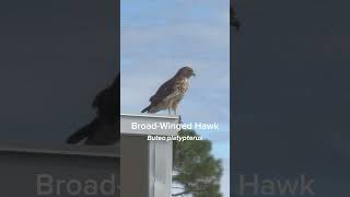 Broadwinged Hawk [upl. by Airehc499]