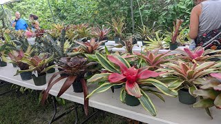 USF Botanical Gardens Bromeliad Bash [upl. by Adriel]