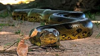 La Anaconda Verde la Reina del Amazonas [upl. by Nanam]