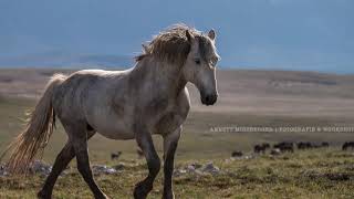 Wildpferde in Bosnien [upl. by Hershell29]