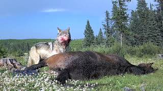 The Last Ride of the Alberta Wild Horse [upl. by Hanahsuar791]