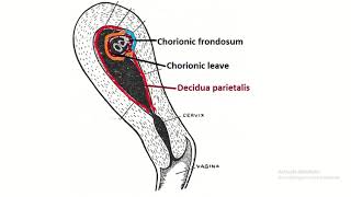 Decidua the pregnant endometrium Understanding Its Crucial Role in Embryology [upl. by Itnaihc]