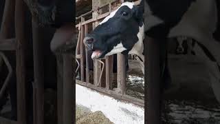 Drenching Pneumonia in Cattle Diagnosis Treatment DrJhaman [upl. by Yesor387]