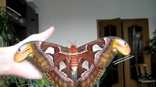 The largest butterfly in the world Attacus Atlas [upl. by Annaeg]