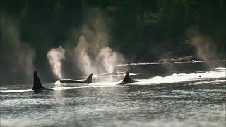 Blackfish Official Trailer 1 2013 Documentary Movie HD [upl. by Aita]