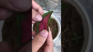 How to grow Caladium bicolor [upl. by Ravilob405]