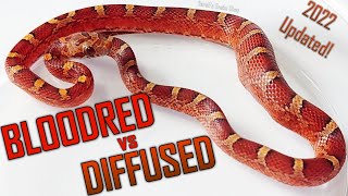 DIFFUSED vs BLOODRED 2022 updated Cornsnake Morph Deep Dive 205 [upl. by Kcolttam]