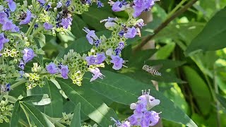 Are Different Pollinators Attracted to Different Plants at Different Times of the Year [upl. by Durning]